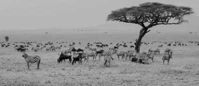 Tansania - Serengeti National Park - Tanzania: following the great migration - 2