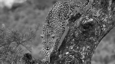 Kenia - Masai Mara National Reserve - Maasai Mara Safari: Explore Wildlife and Maasai Culture with a Local! - 1