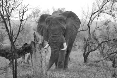 South Africa - Manyeleti Game Reserve - Südafrika: Wilde Tiere, der Krüger Nationalpark! - 3