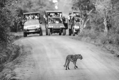 Sri Lanka - Yala National Park - 2 Week Sri Lanka Tuktuk Trip - 4