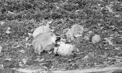 Uganda - Kampala - Uganda: 🦍 Hike to wild Mountain Gorillas, 🦏 Track Rhinos, 🌅 Lake Victoria cruise, White water rafting, Stand on the equator line & visit Entebbe, Kampala & Jinja towns