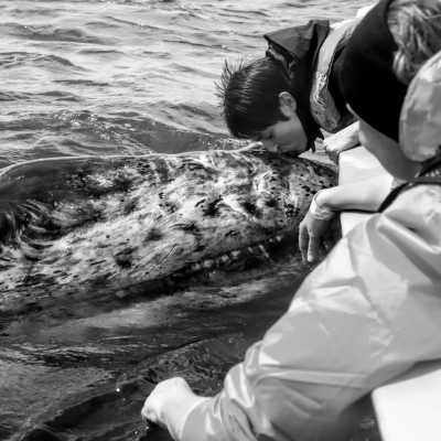 Mexico - Los Cabos International Airport (SJD) - Baja California Mexico: 8 Day Whale & Whale Shark Safari + Glamping - 3