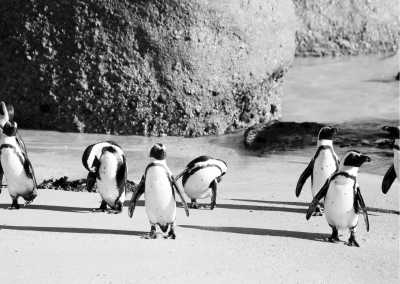 South Africa - Cape Town - Round Trip in Cape Town, South Africa | Wine Tasting & Cape Peninsula Tour