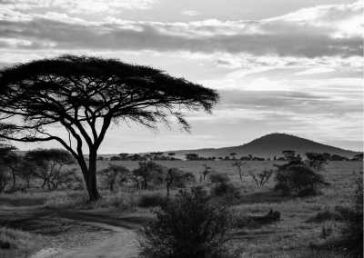 Tanzania - Serengeti - An Incredible 12 Days trip in Tanzania Safari and Mount Kilimanjaro