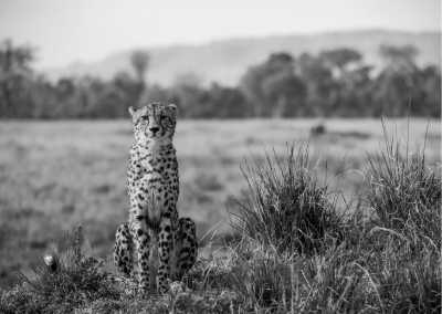 Kenya - Masai Mara National Reserve - Wild adventure in Lamu, Kenya 🐘 - Private room (fits 1 pax) - 2