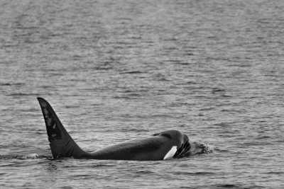 Spain - Tarifa - Orca Expedition in the Stunning Strait of Gibraltar, Spain - 2