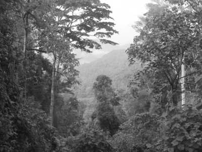 Uganda - Bwindi Impenetrable Forest National Park - Uganda's Bwindi Jungle Trip: Discover Mountain Gorillas & Rare Wildlife! - 1