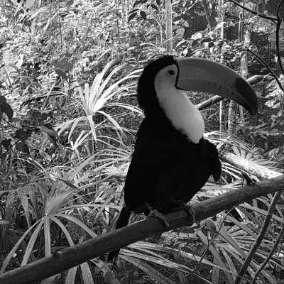 Belize - The Belize Zoo and Tropical Education Center - Experience Belize Like a Local: Authentic Travel Adventures Await - 7