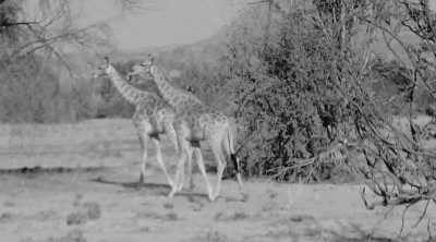 Subsahara-Afrika - Twyfelfontein - Namibia - Botsuana - Sambia - Simbabwe - 3