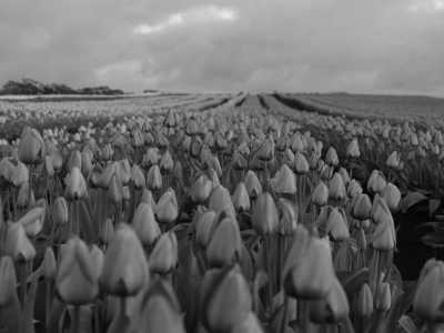 Australia - Table Cape Tulip Farm - Tasmania Express: 4-Day Getaway on Wheels! - 1