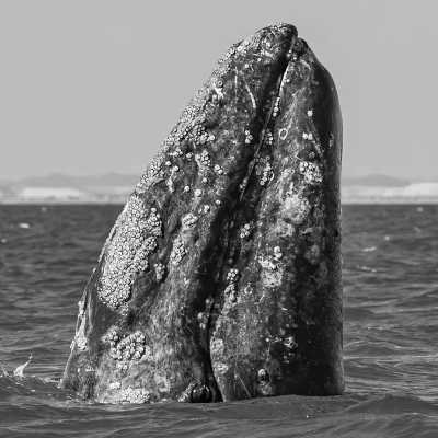 Mexico - Los Cabos International Airport (SJD) - Baja California Mexico: 8 Day Whale & Whale Shark Safari + Glamping - 8