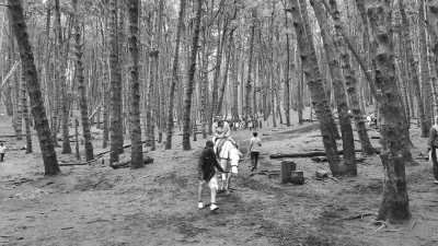 India - Kodaikanal Hill Station - Ancient South India: Experience the Exotic Ancient Temples and Enticing Hills of Tamilnadu - 7