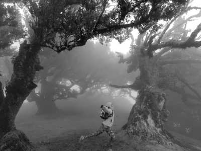 Portugal - Fanal - The Ultimate Fall Escape in Portugal ☀️ Madeira Island RoundTrip 🌺🏝️ - 4