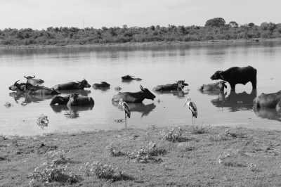 Sri Lanka - Unawatuna - Kurztrip nach Ella, Sri Lanka - Udawalawa Nationalpark, Little Sigiriya und Mehr! - 5