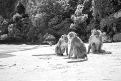 Thailand - Phi Phi Islands - Swimming with Elephants and Snorkeling in Phuket, Thailand: Island Paradise, Majestic Elephants, Spectacular Snorkeling, and Local Cuisine! - 3