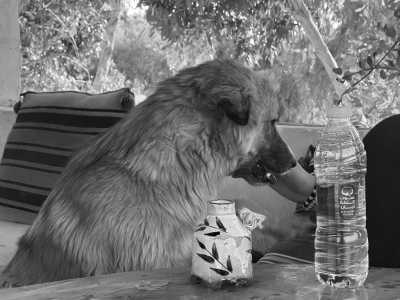 Egypt - Mangrove Camp Fayoum - Fayoum, Egypt: Immerse Yourself in Nature for a Memorable Getaway - 3