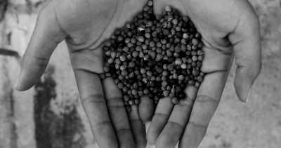 Costa Rica - La Gamba centro - Coworking or Volunteering from/in Costa Rica - 6