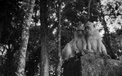 Indonesien - Explore Ujung Kulon National Park Wildlife and The Local Culture of the Baduy Tribe, Indonesia - JoinMyTrip