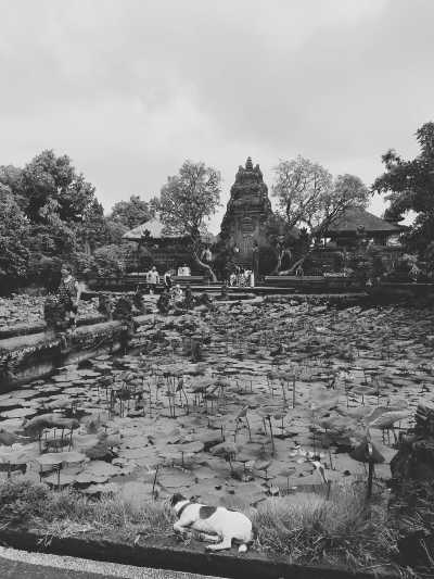 Indonesia - Saraswati Temple - Yoga retreat in the rice fields of Ubud 🧘‍♀️🌴