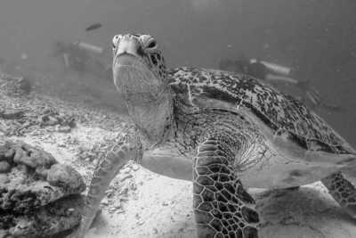 Malaysia - Tunku Abdul Rahman Marine Park - Malaysian City Lights 🌆 to Jungle Heights 🌴: Kuala Lumpur, Malacca, Penang & Sabah - 1