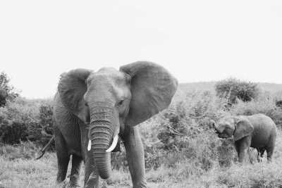 South Africa - Johannesburg - Südafrika: Wilde Tiere, der Krüger Nationalpark, Blyde River Canyon und Johannesburg - 2