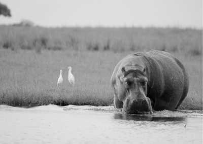 Sub-Saharan Africa - Victoria Falls - Wonders and Wildlife of Southern Africa - 1