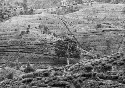 India - Happy Valley Tea Estate - Exploring Magical Darjeeling, India: Landscapes, Tea, and Culture - 2