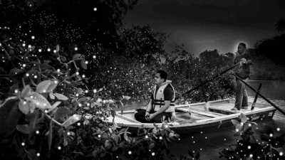 Malaysia - Kuala Selangor - Discover Fireflies and City of Kuala Lumpur, Malaysia - 3