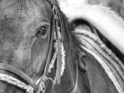 Argentina - El Hoyo - Majestic Horse Riding Adventure,"Eye To Eye with the Condor"
