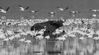 Kenia - Nairobi - 3 Wochen Rundreise durch Kenya - Safari, Sansibar und mehr! - 1