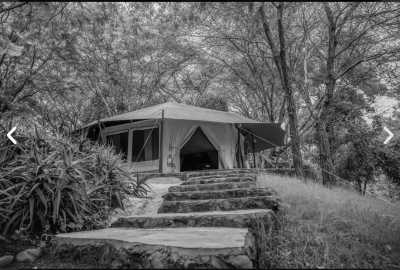 Tansania - Serval Wildlife - Serengeti Dreams: An Unforgettable Safari with Hot Air Balloon Magic - 6