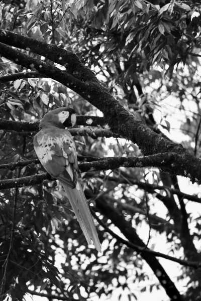 Costa Rica - Curú Wildlife Refuge - 🌴 Costa Rica Remote Jungle & Beach Adventure 🌊 - 1