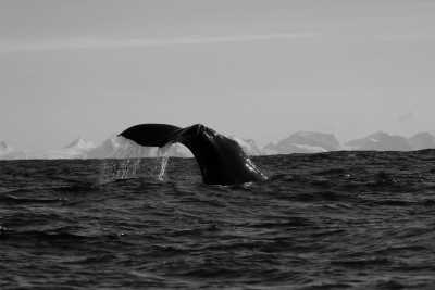 Northern Europe - Lofoten - Breath-taking Lapland Safari for a week in the Lands of the Midnight in Northern Europe