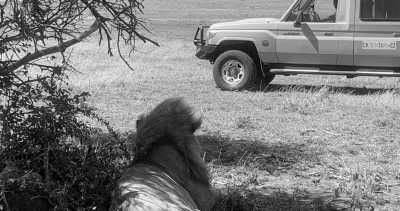 Tanzania - Arusha - Serengeti & Mount Kilimanjaro Safari, Tanzania 🦒 - 2