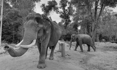 Thailand - โรงพยาบาลช้างกระบี่ Elephant Hospital of Krabi - Discover Krabi Unveiled: A Local's Adventure to Hidden Gems, Island Hopping, Snorkeling and Cultural Wonders - 1