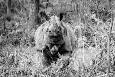 Nepal - Jungle Trip in Nepal - Jungle Safari, Elephants, Rhinos, and More | Wildlife Trip - JoinMyTrip