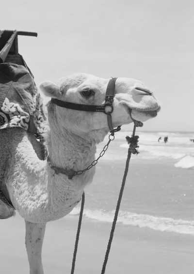 Morocco - Taghazout - A Ten Day Adventure through Morocco 🇲🇦 - 4