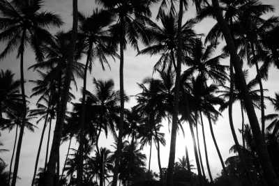 Sri Lanka - Bentota - Exploring the Serene Beaches and Coastal Wonders of Sri Lanka