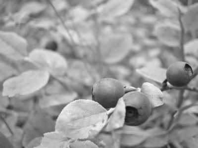 Finnland - Orinoro Gorge - Autumn at Finland's Lakeland and Special Excursion with a Local Guide - 3