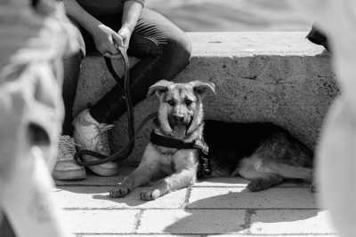 Croatia - Split - Paws and Adventure 🐾🌊 Volunteer with Dogs 🐶 Explore Split, Croatia 🌅 - 2