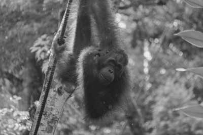 Indonesien - 🇮🇩 Indonesien Wildes Sumatra - 15 Tage einzigartige Orang Utan Abenteuerreise 🏞️🐒🌿🏝️ - JoinMyTrip