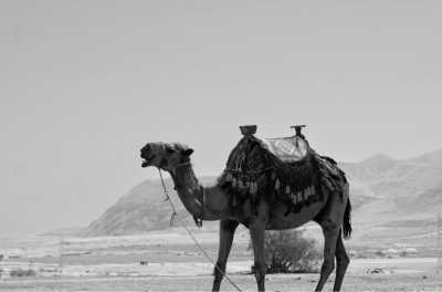 Israel - Ein Gedi - Discover the Vibrant city of Tel Aviv at its shiniest and craziest: Gay Pride🏳️‍🌈🥳 - 2