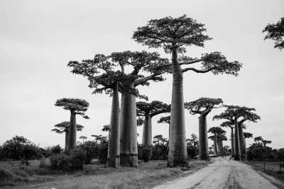 Madagascar - Avenue of the Baobabs - Madagascar Discovery Adventure!