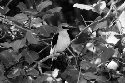 Tanzania - Lake Manyara National Park - Culture &Wildlife experience in Tanzania. - 7