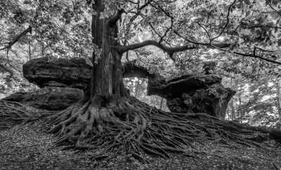 Germany - Rathen - Saxon Switzerland (2 DAYS): Hike a land of stone bridges, castles🏰  & wilderness🌲 - 2