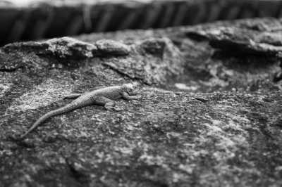 Tanzania - Tarangire National Park - Tanzania Wilderness – Unique Experience – ALL INCLUSIVE - 5