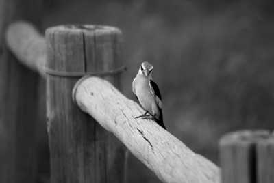 Southern Africa - Khwai - Botswana Explorer - Entdecke Botswana's Natur und Tierwelt im 4x4 - 6