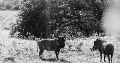 Tansania - Arusha National Park - Affordable  Safari & Trekking in Tanzania - 3