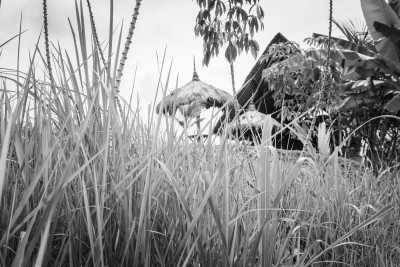 Indonesia - Ubud - 8 Days Female-Only Luxury Yoga & Life Coaching Live Your Best Life Retreat in Bali - 1