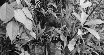 Costa Rica - La Gamba centro - Co-working und Volunteering im Regenwald Costa Ricas - 31